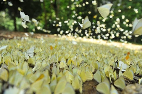 Бабочки в национальном парке Кукфыонг (Фото: ВИА) 