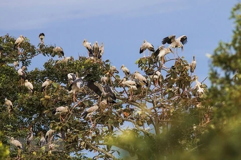 Более 1.000 редких аистов мигрировали в национальный парк Ло Го-Cа Мат. (Фото: ВИА) 