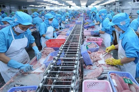 Экспорт пангасиуса на рынок АСЕАН превысит уровень экспорта на рынок ЕС. (Фото: ВИА) 