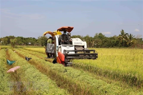 Благодаря мощному производству риса Вьетнам является одним из основных источников этого важного продукта для рынка Малайзии, и это преимущество открывает доступ отечественной сельскохозяйственной продукции. (Фото ВИА)