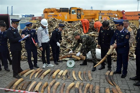 Компетентные силы подсчитали количество контрабанды слоновой кости. (Фото: ВИА)