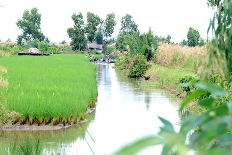 Поле выращивания креветок и риса в провинции Камау (Фото: ВИА) 