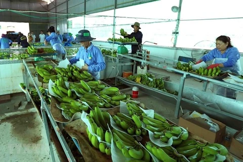 Цех по переработке бананов на экспорт. (Фото: ВИА)