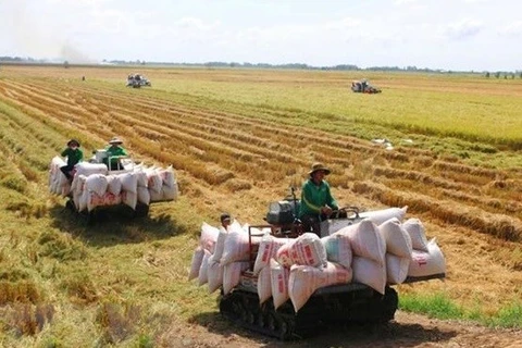Проект по выращиванию 1 млн. га высококачественного риса войдет в число усилий Вьетнама по реализации обязательства страны на COP26 по нулевому уровню выбросов к 2050 году. (Фото: ВИА)