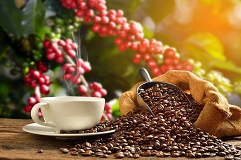 Вьетнам является основным поставщиком кофе в Испанию. (Фото: vneconomy.vn)