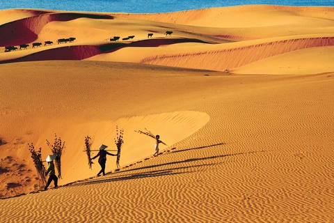 Золотые песчаные дюны Муйне. (Фото: baobinhthuan.com.vn)
