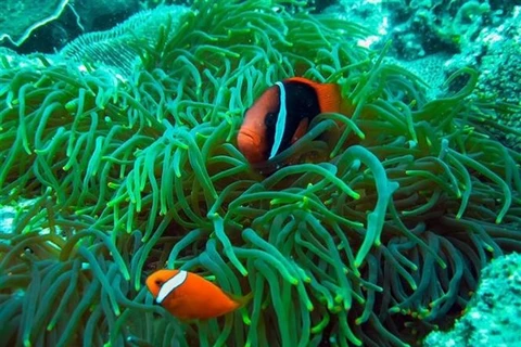 Некоторые виды в коралловых рифах национального парка Кон Дао. (Источник: ВИA)