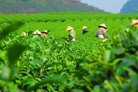 За первые четыре месяца 2023 года экспорт чая заработал 50 млн. долл. США. (Фото: ВИА)