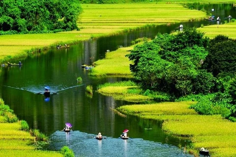 Река Нгодонг на дельте Красной реки течет среди рисовых полей. (Фото: ВИА)