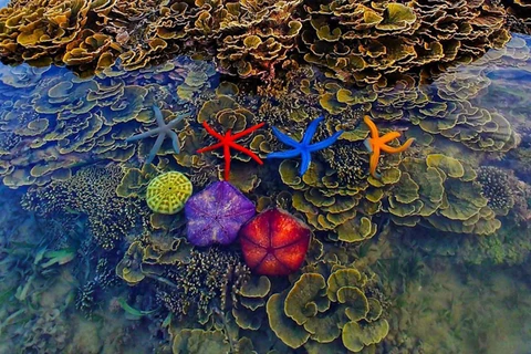 Провинция Фу-йен укрепляет потенциал сообщества по сохранению кораллового рифа Хон-йен. (Фото: журнала «Промышленность и торговля»)