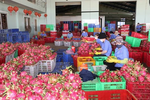 Биньтхуан известен как один из регионов с самой большой площадью выращивания драгонфрута, площадью почти 30.000 га. (Фото: www.binhthuan.gov.vn)