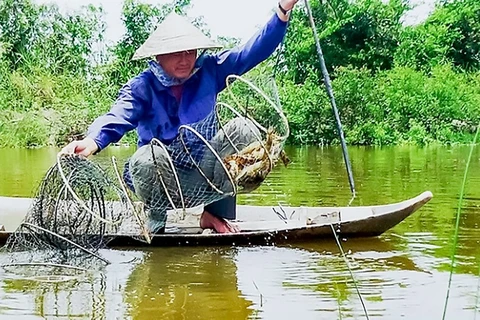 Модель разведения креветок под пологом мангровых зарослей в Камау весьма эффективна. (Фото: baocamau.com.vn)