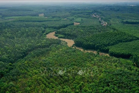 Лесной массив, посаженный жителями, в уезде Жолинь, провинция Куангчи. (Фото: ВИА)