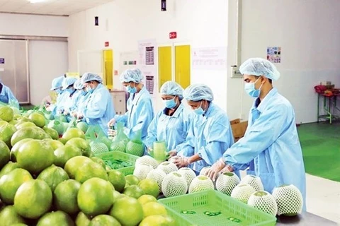 Рабочие упаковывают фрукты для экспорта (Фото: nhandan.vn) 