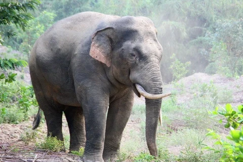 Слон в Донннае. (Фото: nhandan.vn)