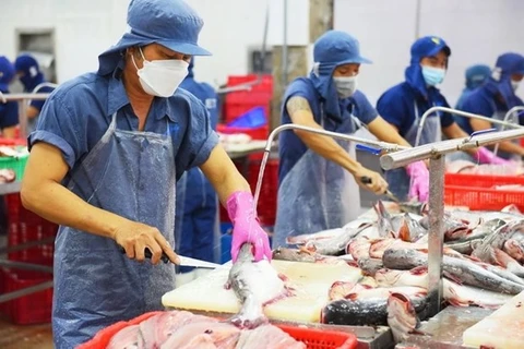  Рабочие перерабатывают пангасиуса для экспорта на заводе в провинции Донгтхап. (Фото: ВИA) 