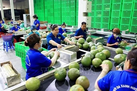 Вьетнамский экспорт фруктов и овощей достиг рекордного уровня в 2023 году.