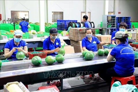 Ожидается, что экспорт фруктов и овощей из Вьетнама достигнет нового рекорда в 6,5-7 миллиардов долларов США в этом году. (Фото: ВИA)