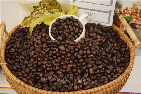 В последние дни Года Кота средняя цена на кофе в провинциях Центрального нагорья продолжает расти по сравнению с предыдущей неделей (Фото: ВИA)