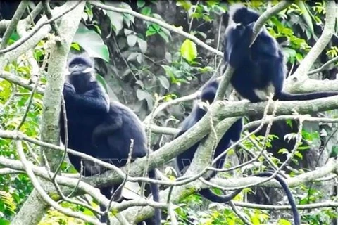 Хатиньские лангуры (Trachypithecus hatinhensis), вид приматов, находящийся под угрозой исчезновения, замечены в общине Хыонгфунг, центральная провинция Куангчи, уезд Хыонгхоа (Фото: ВИA)