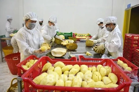 Обработка дурианов для экспорта (Фото: ВИA)