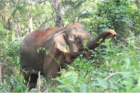 Слон в районе Центрального нагорья (Фото: ВИA)