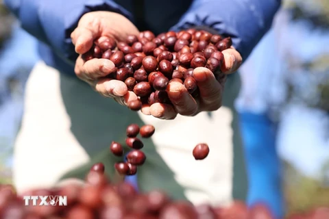 Вьетнам является вторым по величине поставщиком кофе в ЕС по объему и третьим по величине поставщиком по стоимости в 2023 году. (Фото: ВИА)