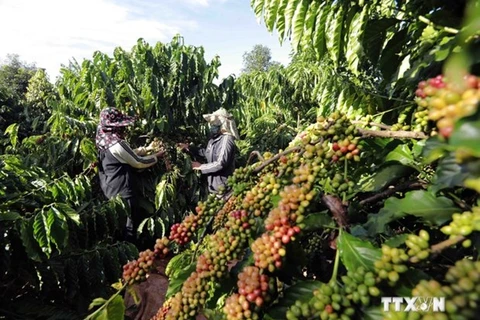 Фермеры собирают урожай кофе в уезде Дакдоа, провинция Жалай. (Фото: ВИA)