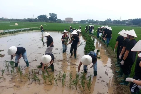 Иностранные туристы с удовольствием знакомятся с процессом посадки риса в древней деревне Дыонглам в Ханое. (Фото: ВИА) 