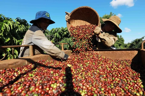 Кофе – одна из семи групп вьетнамских товаров, стоимость экспорта которых превышает 3 миллиарда долларов США. (Фото: ВИA) 
