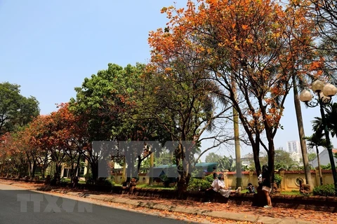 Листья на деревьях манго в Ханойском университете становятся золотистым и красным с приближением лета (фото: ВИА) 