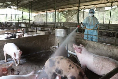 Медицинский работник распыляет дезинфицирующие средства на свиноферме (Фото: ВИА)
