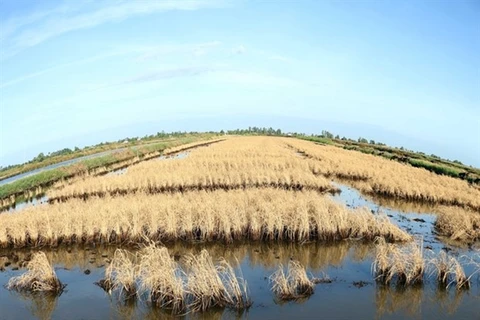 Вторжение соленой воды в реку повредило урожай риса в районе Тоибинь в Камау (Фото: ВИА)