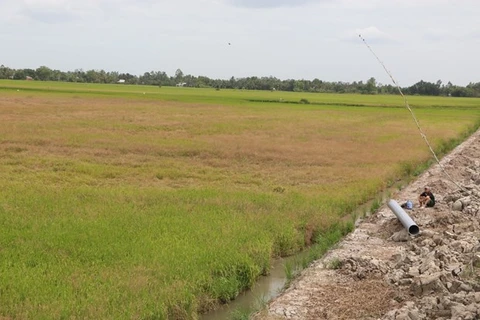 Рисовое поле, пострадавшее от засухи и вторжения соленой воды в округе Витхуи, провинция дельта Меконга, Хайжанг (Фото: ВИА)