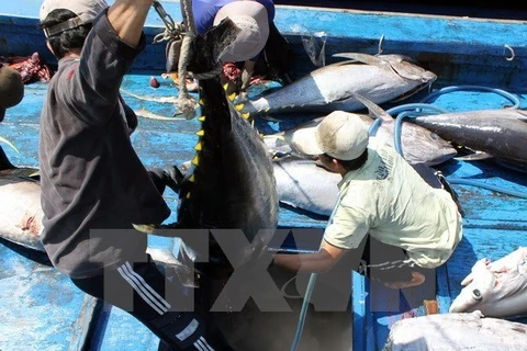 Экспорт тунца увеличится на 10% в 2019 году. (Фото: ВНА)