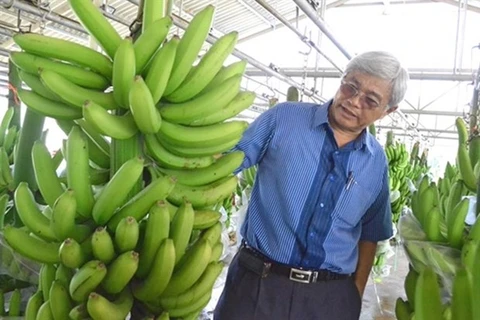 Во Куан Хай, директор компании An Huy Limited в провинции Лонган, ежемесячно экспортирует около 240 тонн бананов в Японию и РК. (Фото Лаодонг)