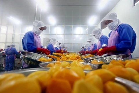 Линия по переработке манго Nafood Group в южной провинции Лонган (Фото: ВИА)