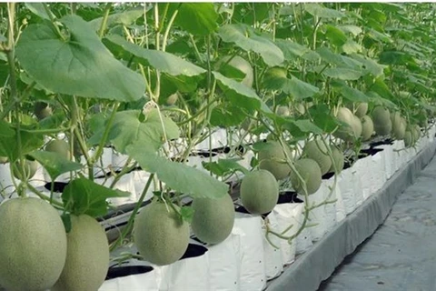 Выращивание дыни в высокотехнологичной сельскохозяйственной зоне в городе Хошимин (Источник: nongnghiep.vn)