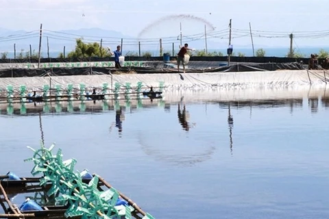 Пруд для разведения креветок в центральной провинции Ниньтуан (Фото: ВИА)