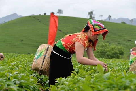 Представительница этнического меньшинства собирает чай в северной провинции Тайнгуен, которая является центром чая во Вьетнаме. (Фото: ВИА)