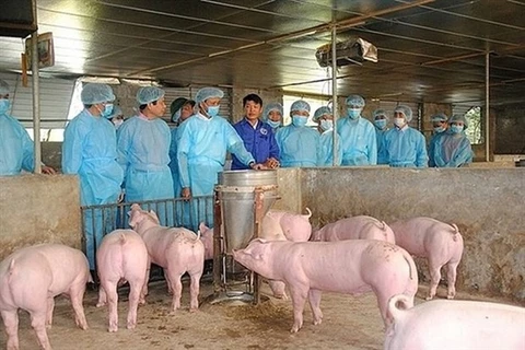 Вьетнам сосредоточится на своевременном выявлении случаев заражения и принятии профилактических мер против африканской чумы свиней, а также сведет к минимуму экономические потери и негативное влияние колебаний цен на свинину на общество. (Фото: kinhtedoth
