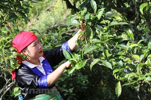 Тасуа - одна из самых отдаленных и бедных горных общин в провинции Шонла. Расположенный на высоте 1.400 м, Тасуа считается “райскими вратами” западного региона на севере Вьетнама. В этом районе особый климат с четырьмя сезонами каждый день и почва, очень 