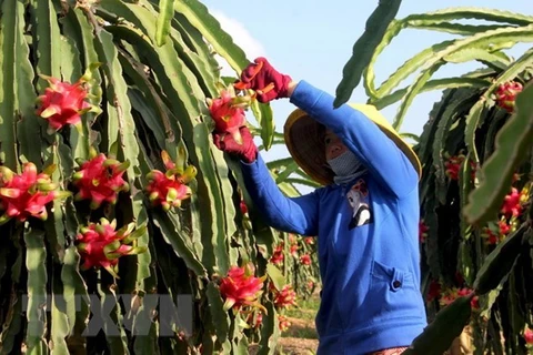 Фермер собирает драгонфрут, который входит в число вьетнамских фруктов, экспортируемых в Китай (Фото: ВИА)