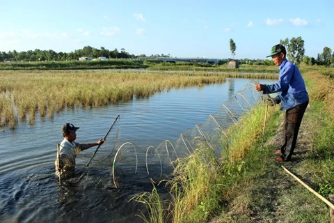 Поле для выращивания креветок и риса в провинции Камау. (Фото: ВИА)