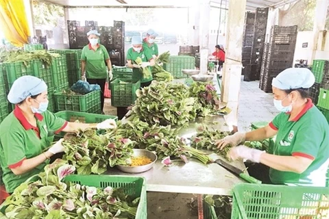 Кооператив по производству безопасных овощей в районе Кучи города Хошимина (Фото: nhandan.com.vn)