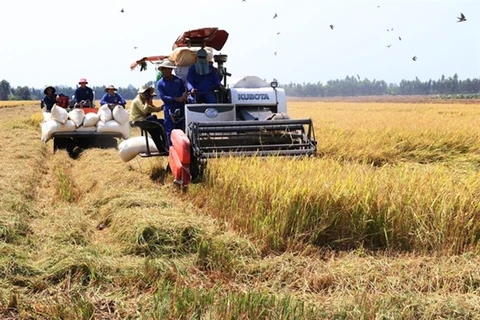 Сбор урожая риса в Донгтхапе (Фото: ВИА)