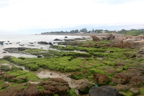 Моховой пляж Котхать окружен небольшими камнями разных цветов и форм, называемыми семицветными камнями, образованными приливами и волнами тысячи лет назад. (Фото: ВИА) 