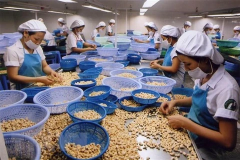 Южная провинция Биньфыок, которую называют “столицей кешью” Вьетнама, работает над повышением популярности своих орехов кешью среди глобальных потребителей, особенно на таких требовательных рынках, как США и ЕС. (Фото: ВИА)
