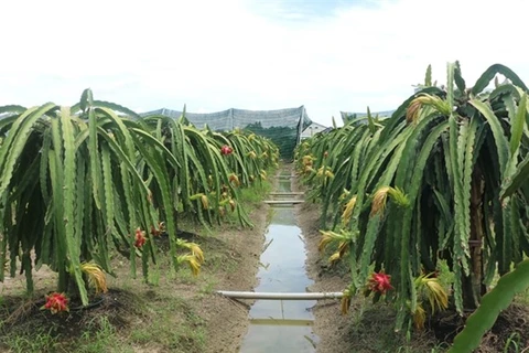 Сад органического драгонфрута в уезде Чаутхань провинции Лонган (Фото: ВИА)