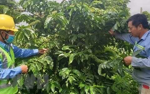 В провинции Даклак выращивают экологически чистый кофе. (Фото: ВИА)